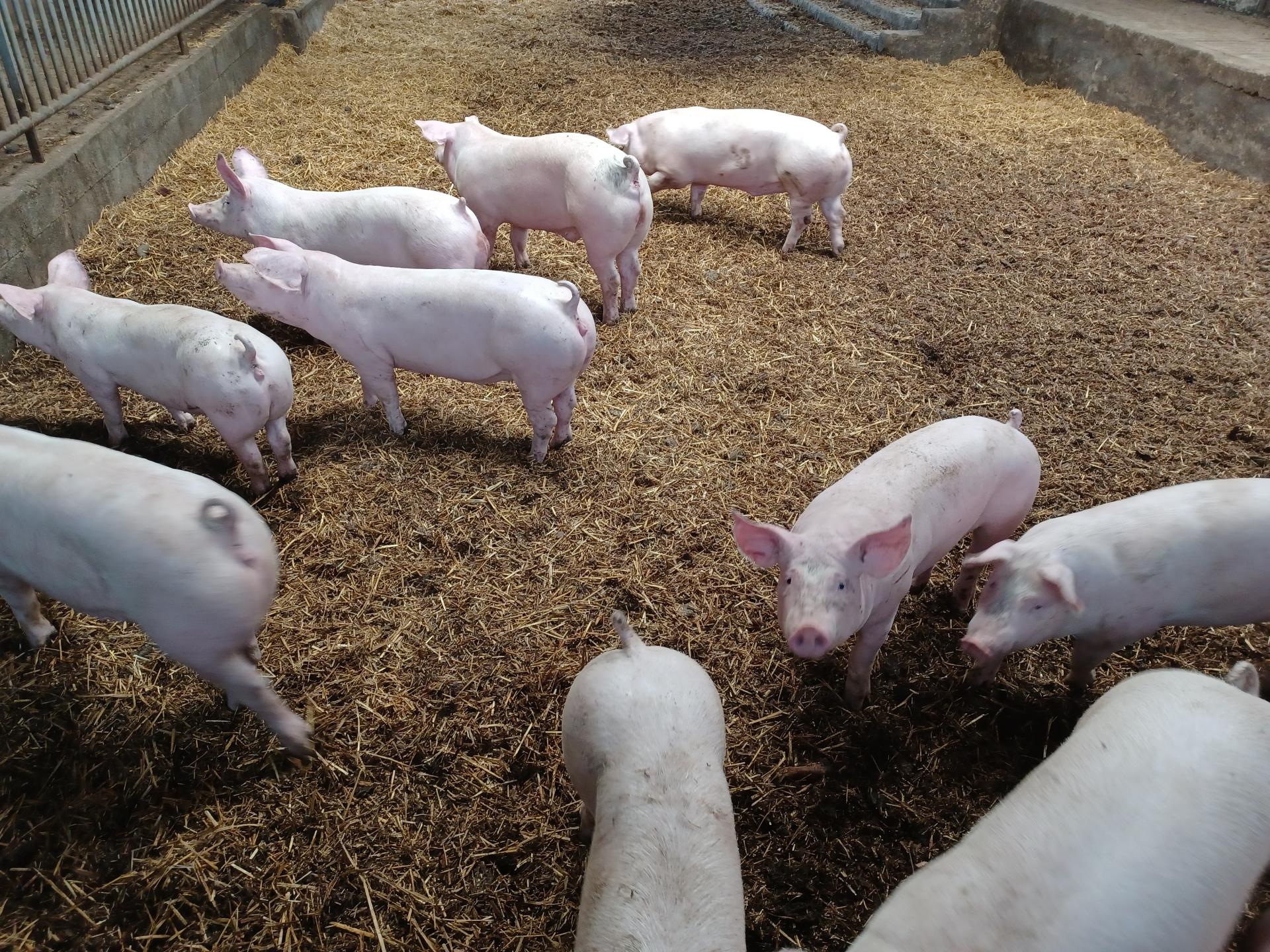 porc sur paille 1.1