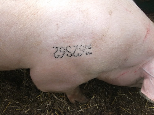 le tatouage des porcs